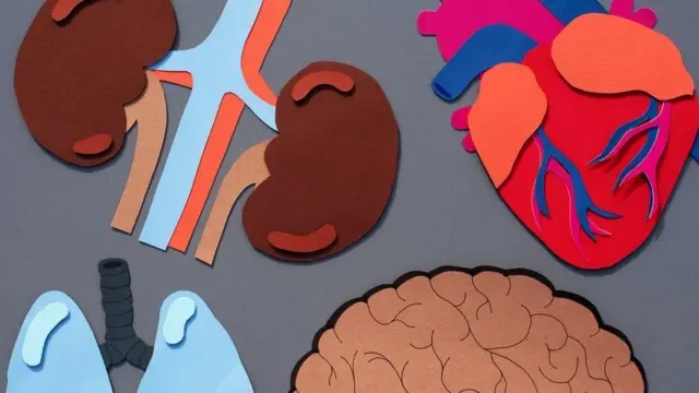 organ