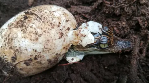 Bros Pov/Fauna & Flora Bir Siyam timsahı yavrusu