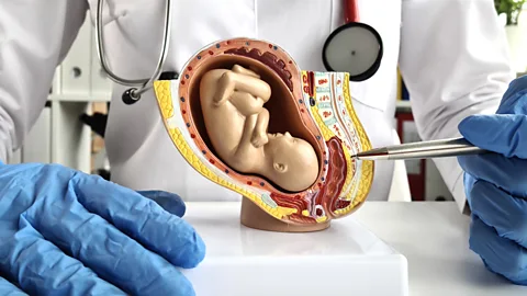 Getty Images Doktor, rahimdeki bebeği gösteren modeli işaret ediyor (Kaynak: Getty Images)